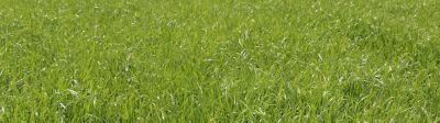 grass