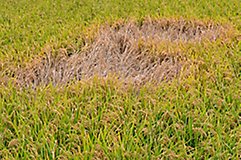 close up of grassy area