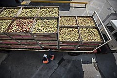 bins full of fruit