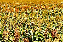 Sorghum field