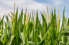 Corn Field