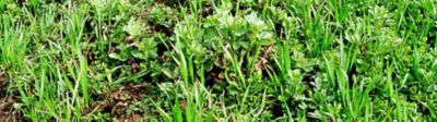 Broadleaved-Weeds