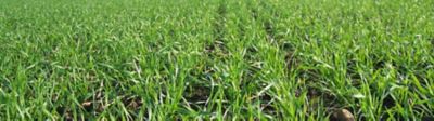 IMG-IE-en-Wheat-image-GS-for-T1-and-T2_v2.png