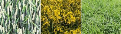 Find-Info-For-Your-Crop