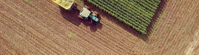 Inoculantes para silagem