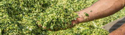 corn silage