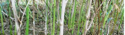 Brome