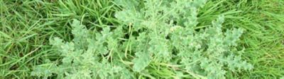 Thistles