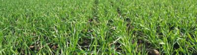Young Wheat