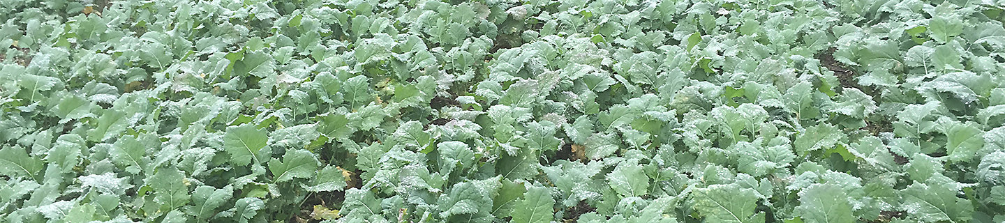 oilseed rape in autumn