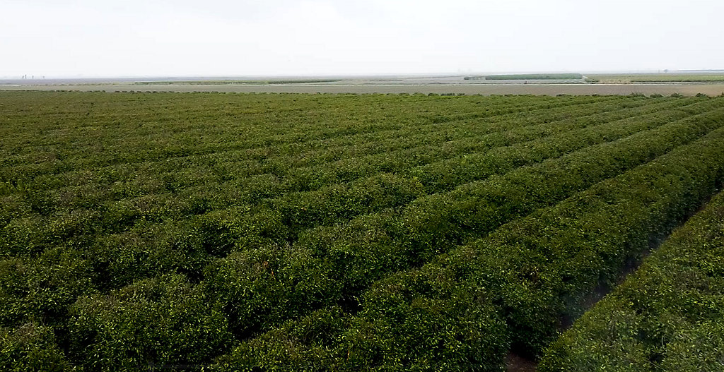 Watch this video to hear a citrus farmer in Turkey describe how using Isoclast helped improve his crop marketability.