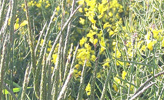 Blackgrass
