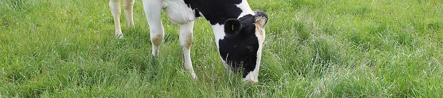 cow grazing