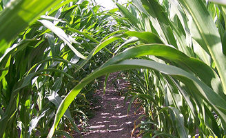 Maize rows