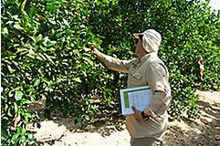 Increased Yield BlueN