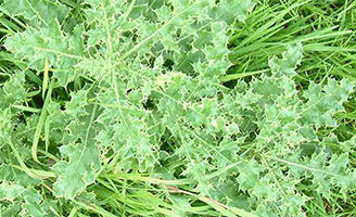 Thistles