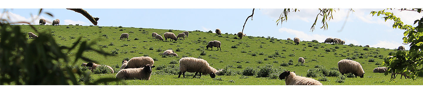 Sheep grazing in thistle field