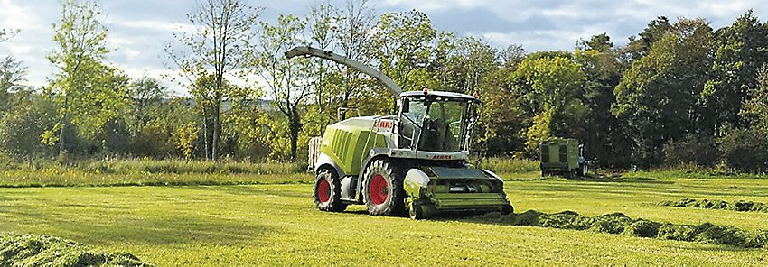 Gras