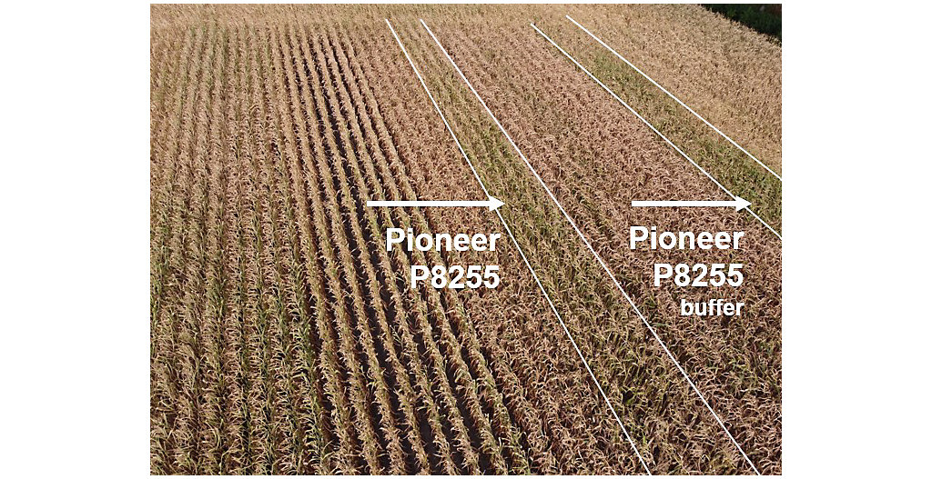 Pioneer Maisras P8255 Langer behoud van vitaliteit bij droogte.