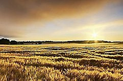 Food Sovereignty: Food Sustainability and the Balance to Feed the World