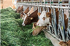 Silage