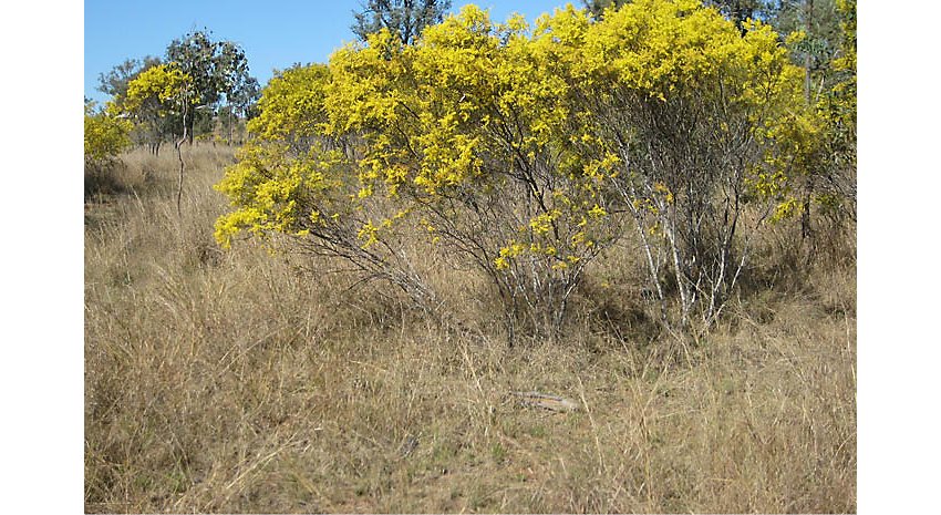 Wattle regrowth