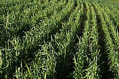 wheat field 