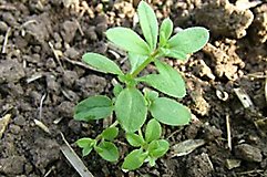 plant growing