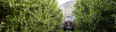 Fruit_Banner