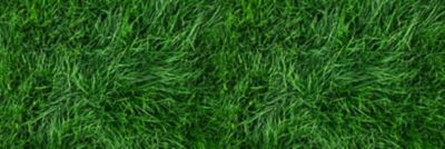 grassland