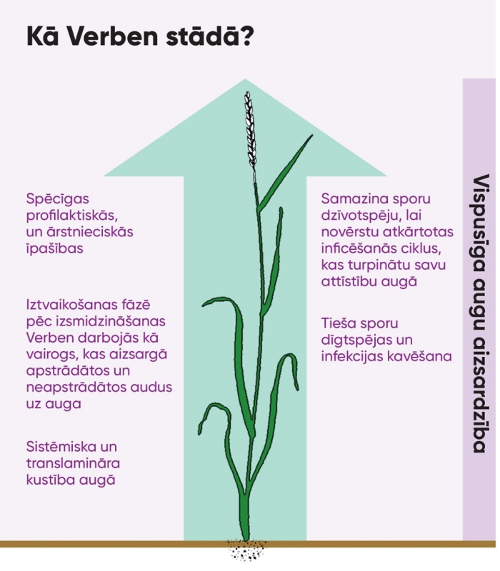 LV verben graph 1