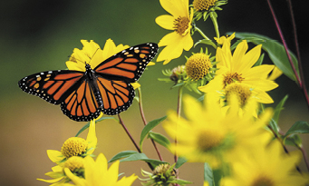 Monarch butterfly perched on bright yellow flowers in a garden.