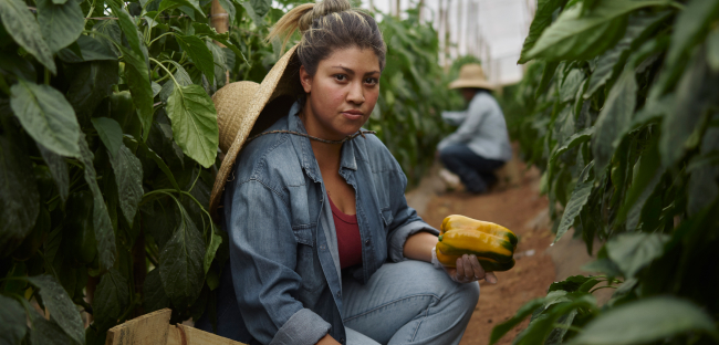 Female farmer harvesting yellow bell peppers in a greenhouse, wearing a denim shirt and straw hat.
