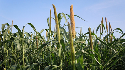 Close-up view of a pearl millet crop growing in a green field under a clear blue sky.