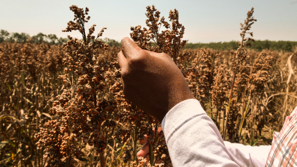 Person inspecting sorghum plants in a sunlit field during harvest season.