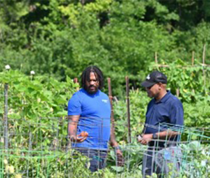 Two men standing in a lush vegetable garden, examining plants and having a conversation, with greenery and tall crops in the background.