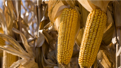Close-up of two mature corn cobs on the stalk, surrounded by dry husks in a field ready for harvest.