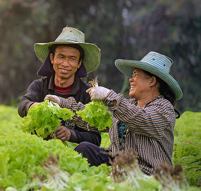 Two smiling farmers harvesting fresh lettuce in a field, wearing wide-brimmed hats and gloves.