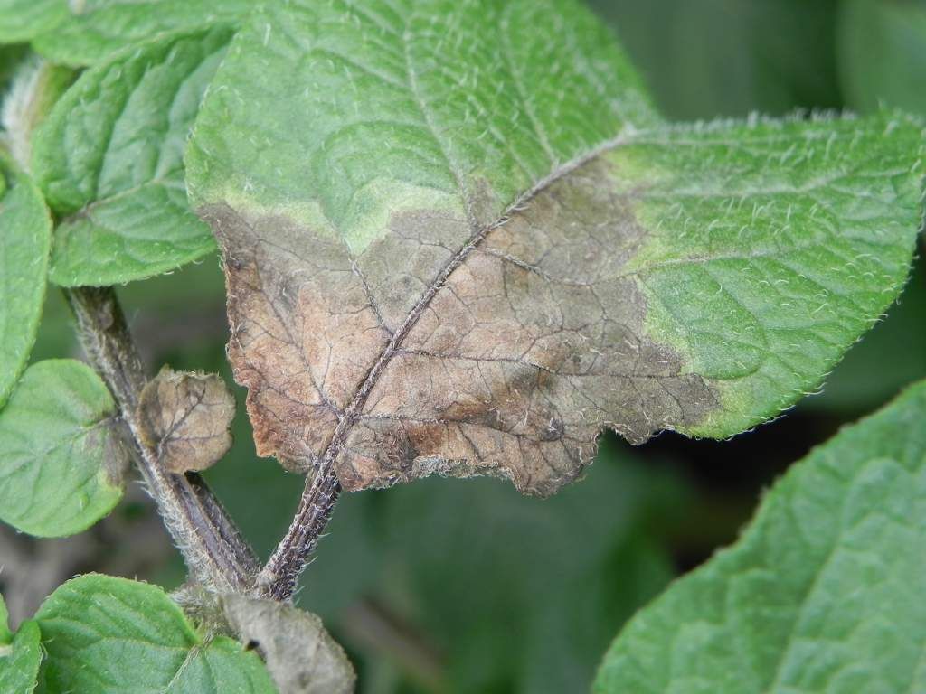 Close up image of potato leaf with lesions.