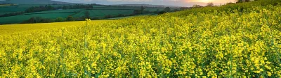 mustard field and plants