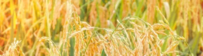 rice field