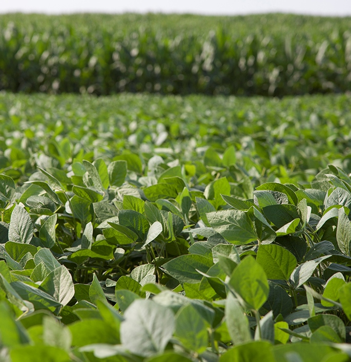 green crop field