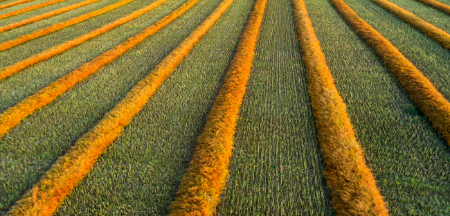 Aerial view of an agricultural field with neatly arranged rows of harvested and unharvested crops.