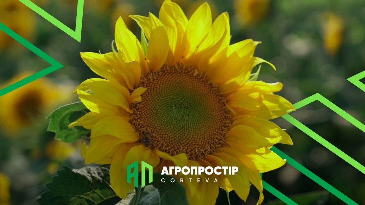 Агропростір Corteva. Епізод 5. Як спрацювали наші нові та перевірені препарати на ділянках соняшнику
