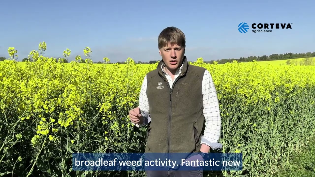 PT303 winter oilseed rape in full flower – Built on Pioneer and Corteva performance