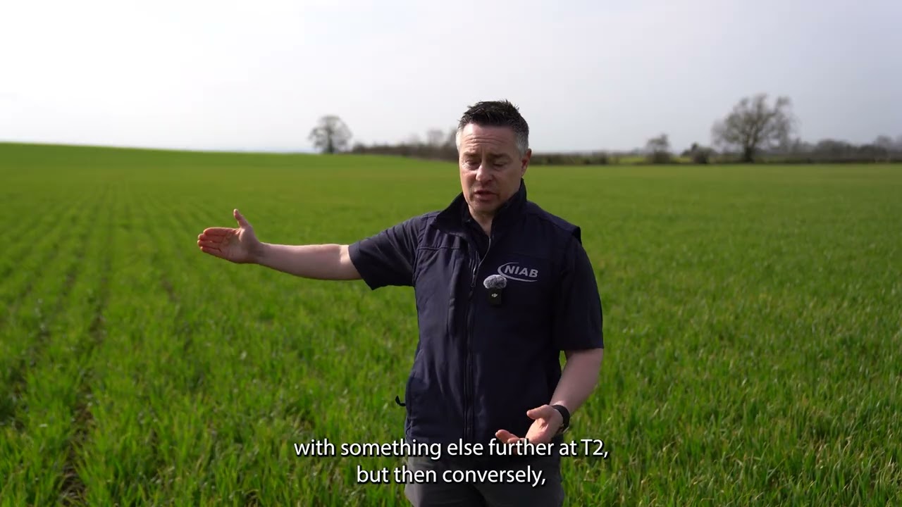 T1 decisions: Assessing Septoria pressure in a wheat crop with NIAB's Mark Fletcher