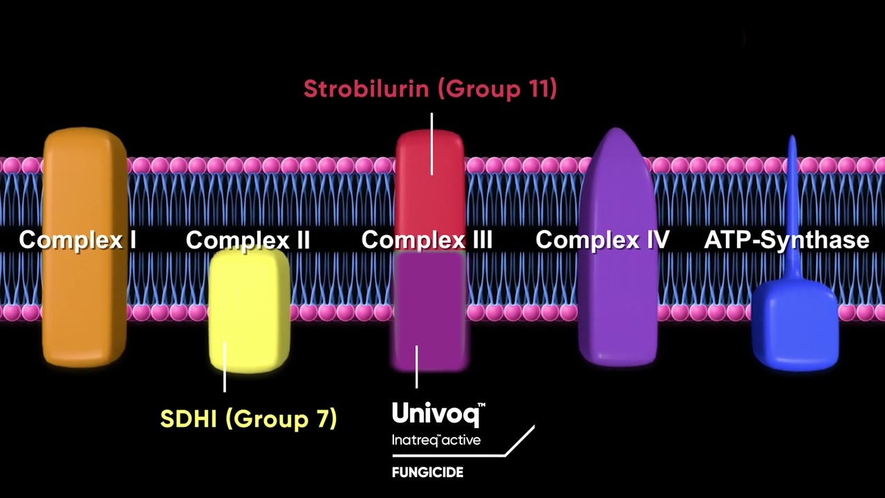 Resistance management with Univoq fungicide