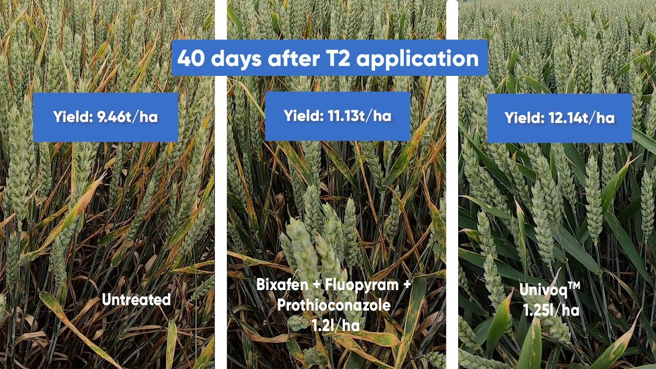 Univoq™ fungicide trial at Sawbridgeworth, Hertfordshire
