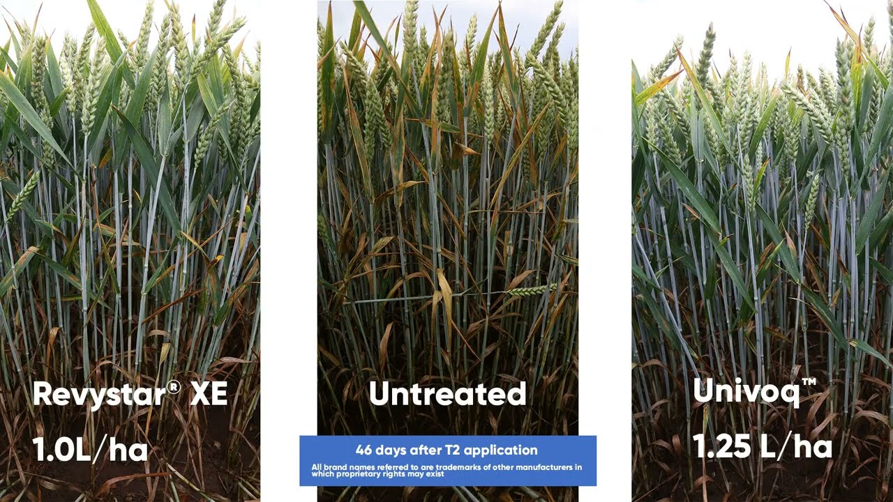 Univoq™ fungicide trial at Strumpshaw, Norfolk