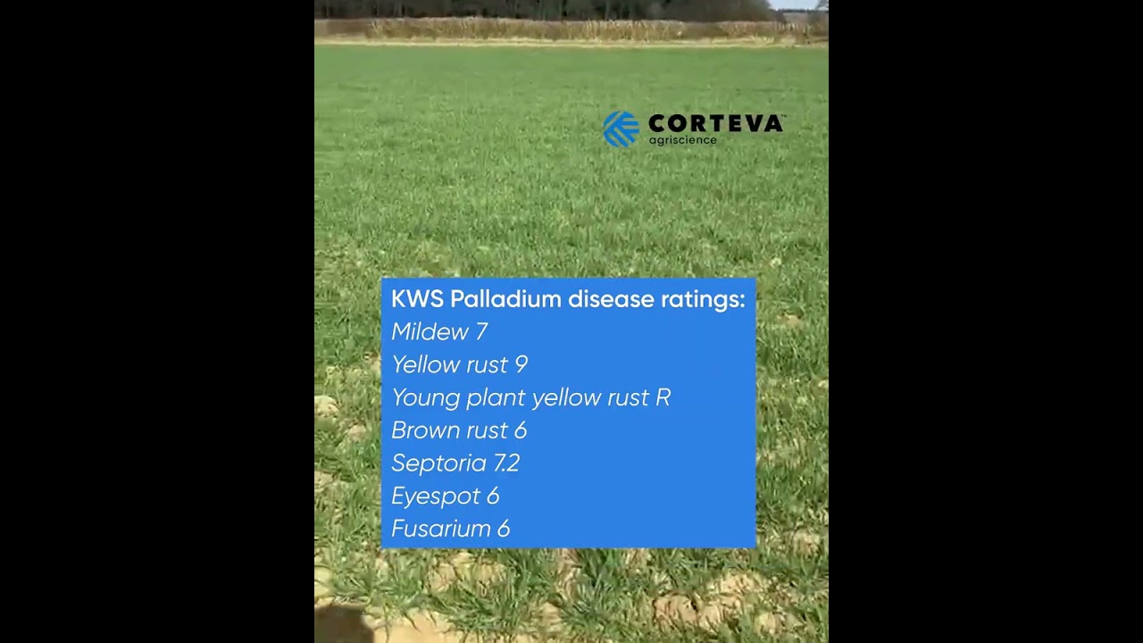 Winter wheat disease levels in Suffolk, with Corteva's Tom Rouse